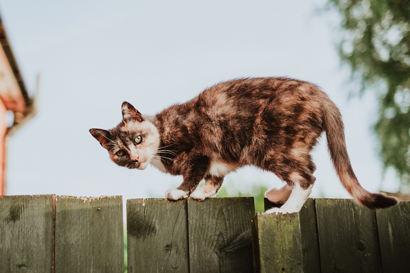 cat vebs start b balancing on fence